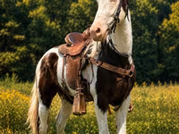 Hengst, Appaloosa — Foto 2