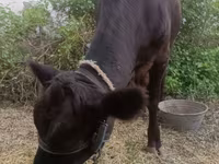 Vaca, Ganado vacuno — foto 5