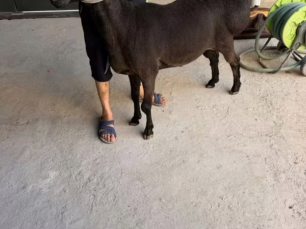 Кочкор, Койлор — Өзбекстан