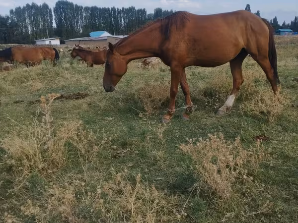 Бээ, Аттар — Кыргызстан
