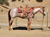 Hengst, National Show Horse — Foto 1