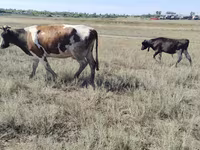 Toro, Ganado vacuno — foto 2