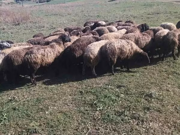 Carnero, Ovejas