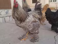 براهما — الصورة 2