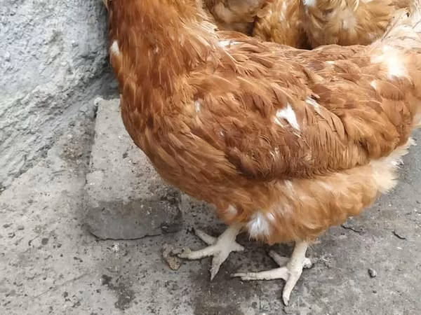 براهما