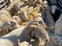 Schaf, Schafe — Foto 1