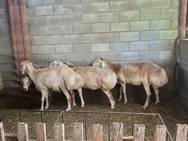 Afghan Arabi sheep