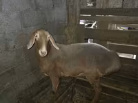 Oveja, Arashan sheep — foto 4