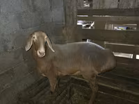 Oveja, Arashan sheep — foto 1