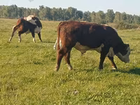 Buqa, Yaroslavl cattle — 4-rasm