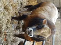 Bulle, Partenaise cattle — Foto 1