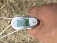 🌾 Сено после семенника 🌾 Продам сено, после обмолота. кастра Без — الصورة 4
