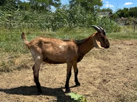 बकरा, Nubian Goat — फ़ोटो 5