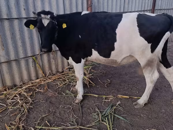 母牛, Holstein breed