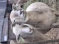 Qoʻchqor, Katum sheep — 5-rasm