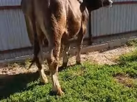 सांड, Swiss cattle — फ़ोटो 5