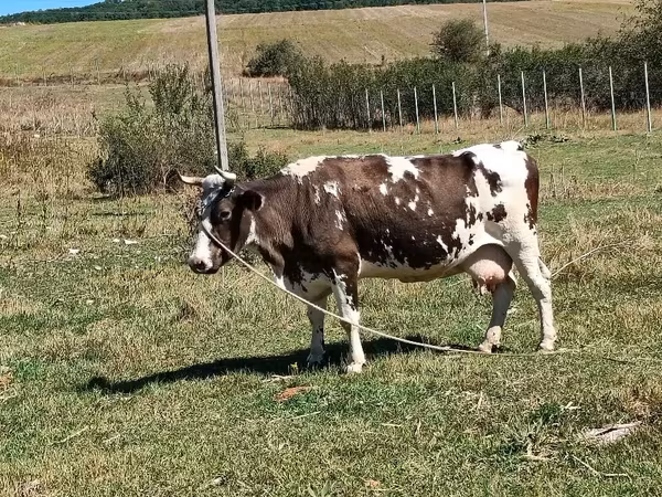 Kuh, Rinder