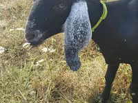 عنزة, Nubian Goat — الصورة 5
