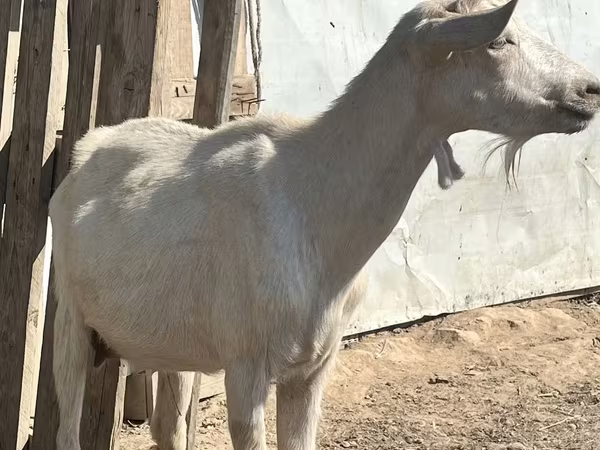 Эчки, Ламанча козу