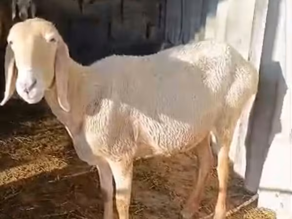 Авасси овца