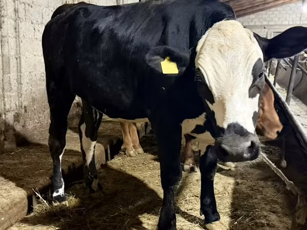 Rasa Holstein