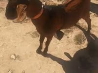 Taka, Nubian Goat — 1-rasm