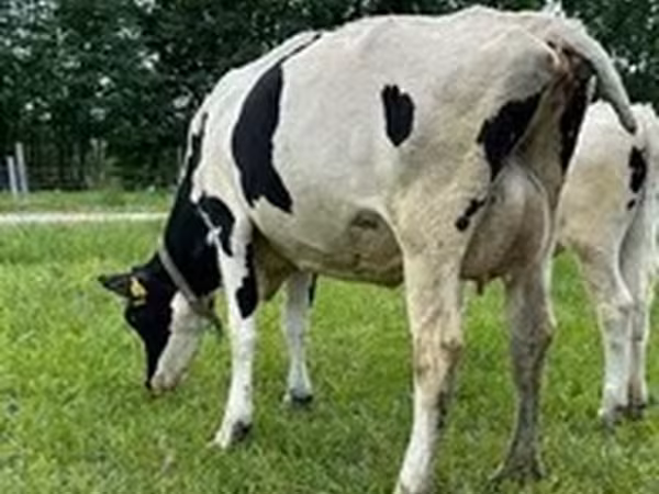 गोलस्टीन नस्ल