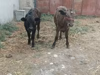 母牛, Cattle — 照片 8