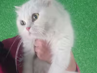 Уй, Кыргызыстан — сүрөт 1