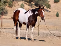 Horse (M), National Show Horse — photo 2