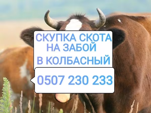 Коровы