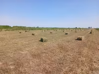 Продаётся тюки плотные с поля 250 — फ़ोटो 2