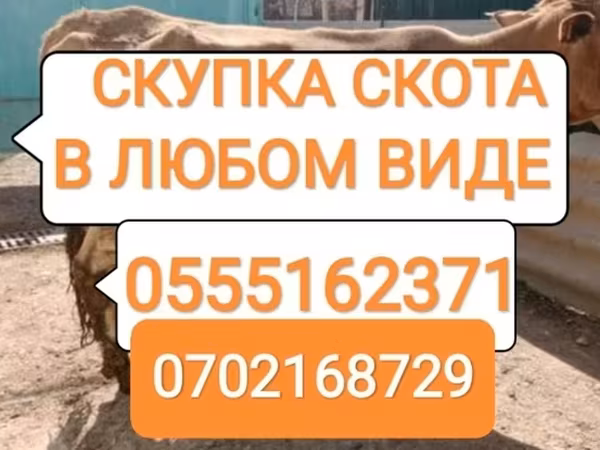 Rinder