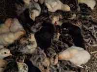 Turkeys — foto 2