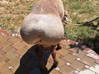 Carnero, Arashan sheep — foto 3