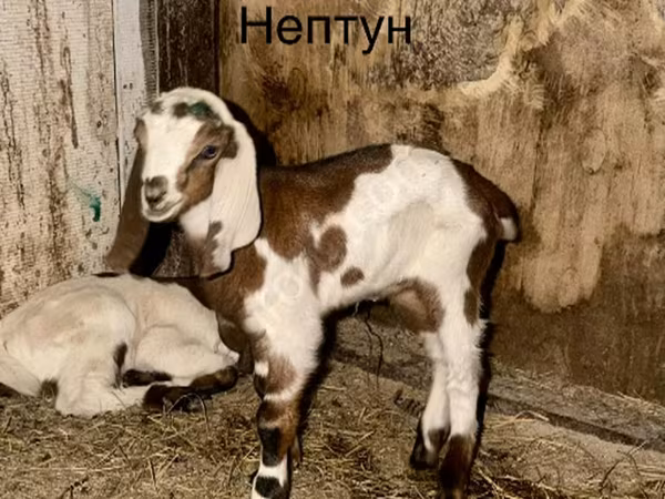 Эчки теке, Камори эчки