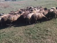 كبش, الأغنام — الصورة 1