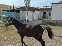 فرس, Kazakh horse — الصورة 2