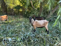 Ziegenbock, Ziegen — Foto 2