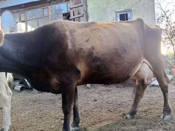Vaca, Raza Alatau