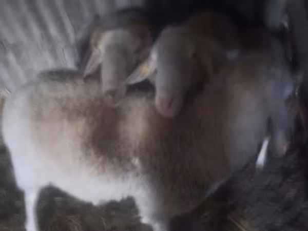 Кочкор, Ассаф койу