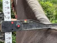 Stute, Rocky Mountain Horse — Foto 3
