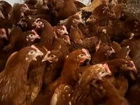 Chickens — 照片 7