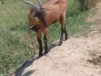 عنزة, Saanen goat — الصورة 3