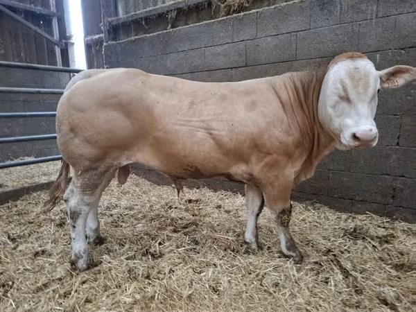 Bull, Blonde d’Aquitane cattle