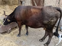 Cow, Cattle — photo 1