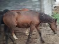 Aygʻir, Horse breed — 8-rasm