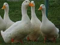Amerika Pekin — 1-rasm