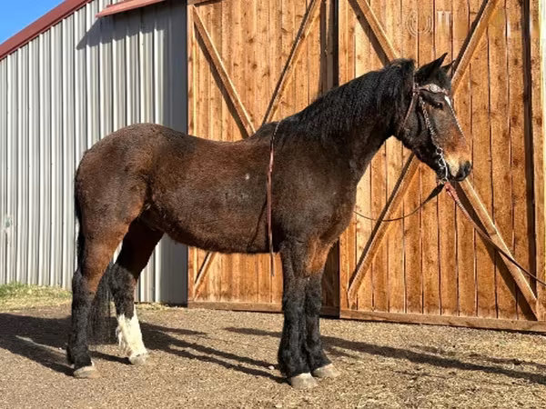 Hengst, Mustang