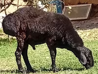 Carnero, Rhon sheep — foto 3
